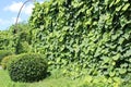 Aristolochia macrophylla or DutchmanÃ¢â¬â¢s pipe on support